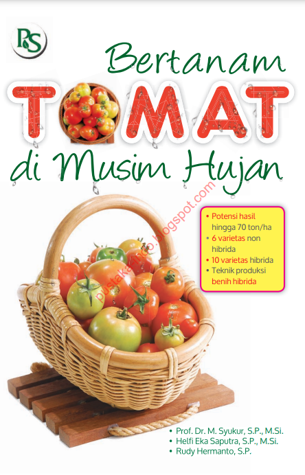 Budidaya Tanaman Tomat di Musim Hujan